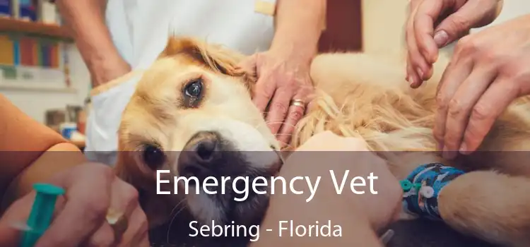 Emergency Vet Sebring - Florida