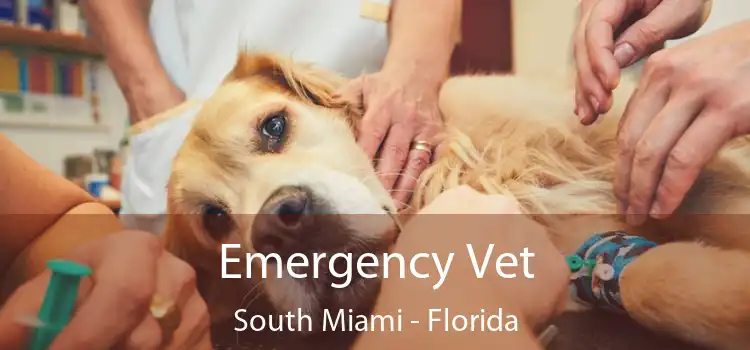 Emergency Vet South Miami - Florida