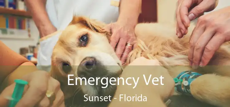 Emergency Vet Sunset - Florida