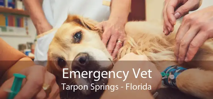 Emergency Vet Tarpon Springs - Florida