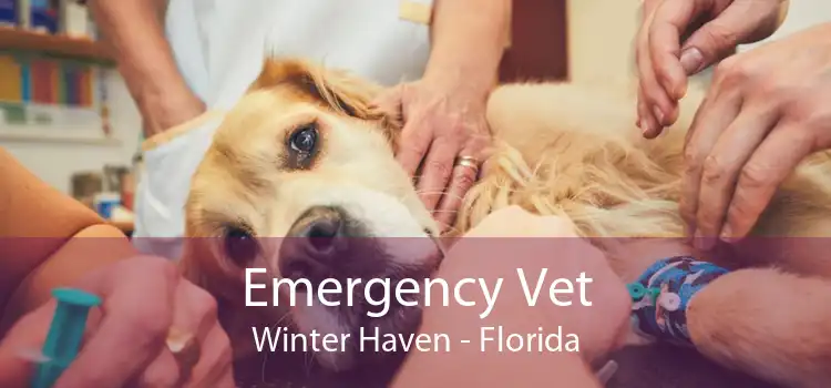 Emergency Vet Winter Haven - Florida