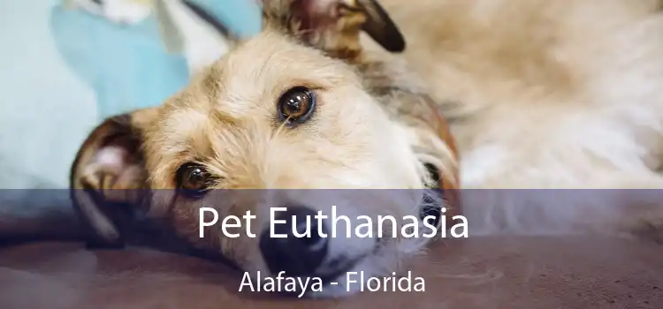 Pet Euthanasia Alafaya - Florida