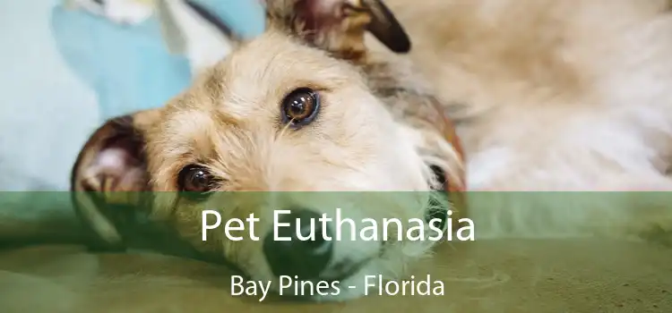 Pet Euthanasia Bay Pines - Florida