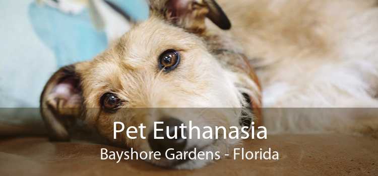 Pet Euthanasia Bayshore Gardens - Florida