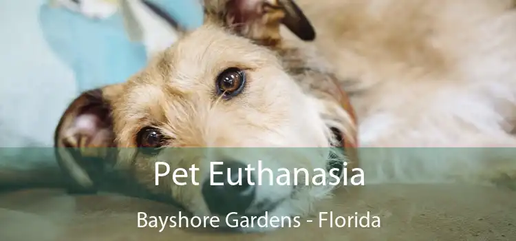 Pet Euthanasia Bayshore Gardens - Florida