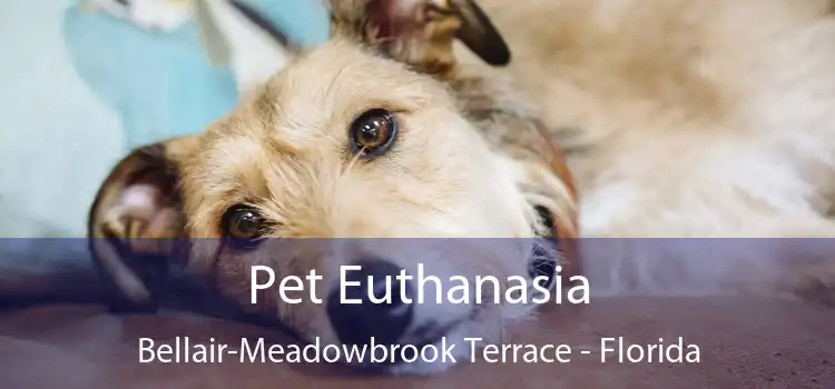 Pet Euthanasia Bellair-Meadowbrook Terrace - Florida