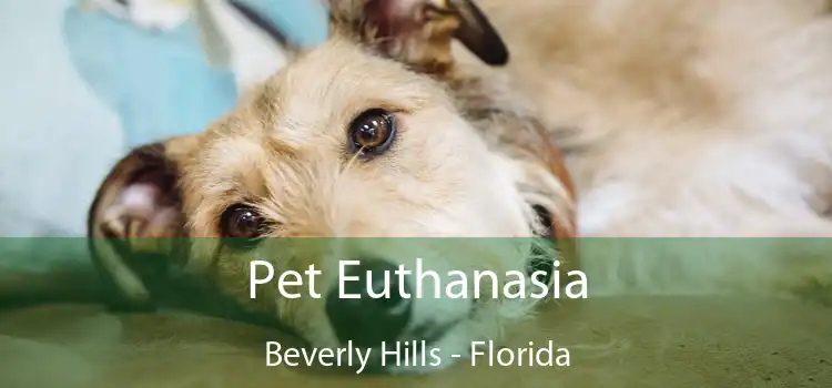 Pet Euthanasia Beverly Hills - Florida