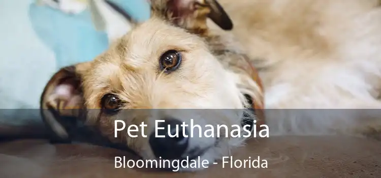 Pet Euthanasia Bloomingdale - Florida