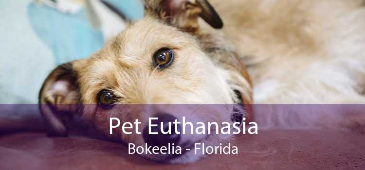 Pet Euthanasia Bokeelia - Florida