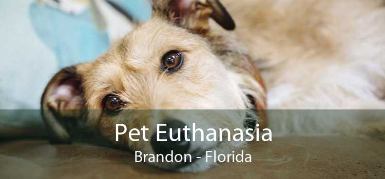 Pet Euthanasia Brandon - Florida
