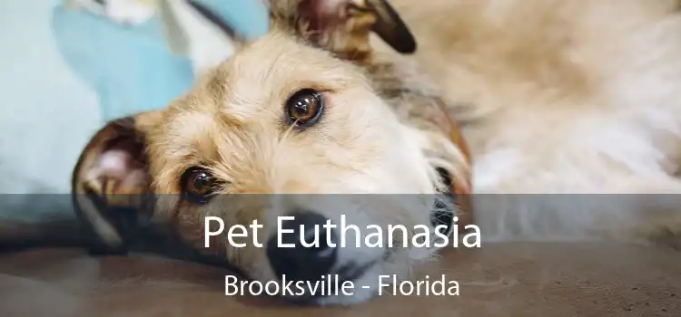 Pet Euthanasia Brooksville - Florida