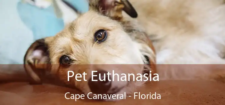 Pet Euthanasia Cape Canaveral - Florida