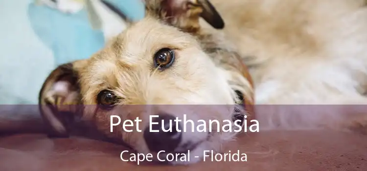 Pet Euthanasia Cape Coral - Florida