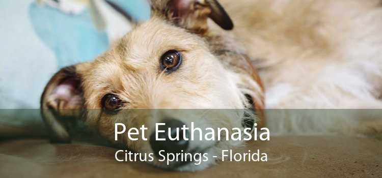 Pet Euthanasia Citrus Springs - Florida