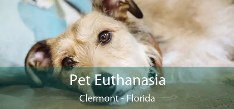 Pet Euthanasia Clermont - Florida