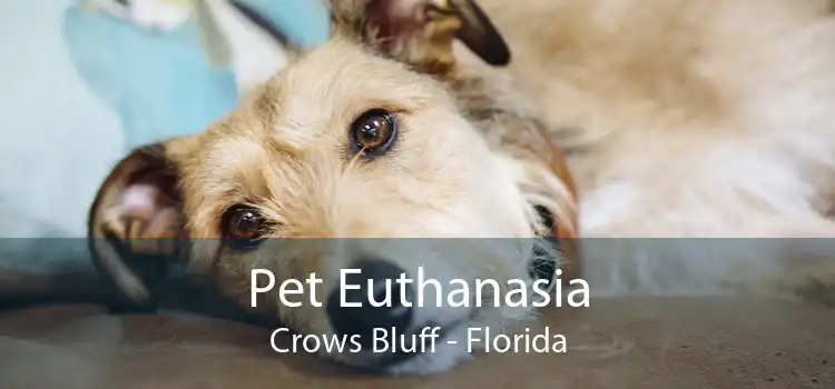 Pet Euthanasia Crows Bluff - Florida