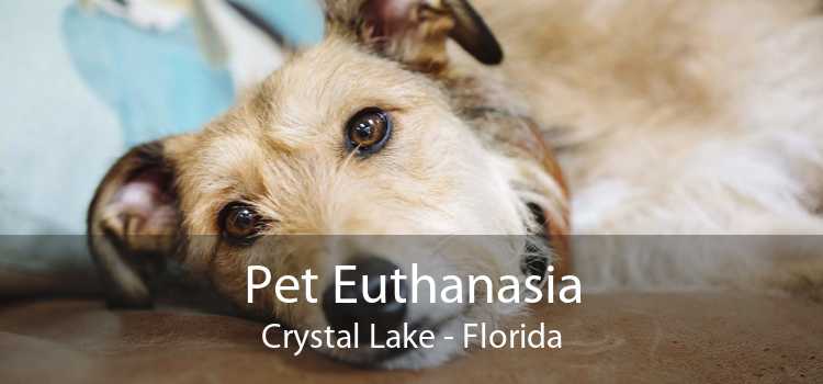Pet Euthanasia Crystal Lake - Florida