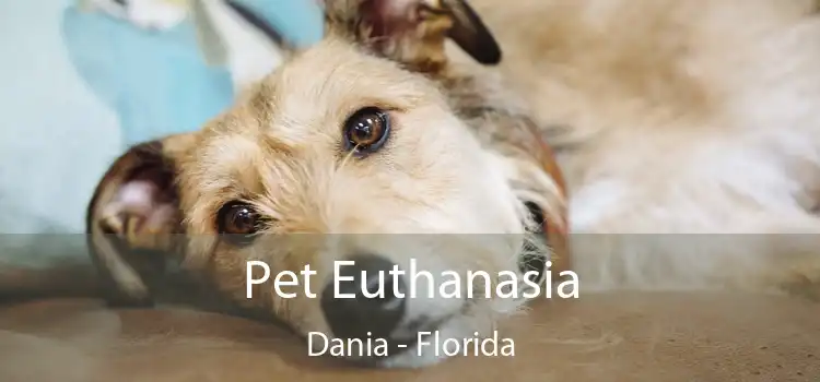 Pet Euthanasia Dania - Florida