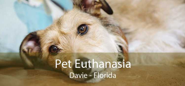 Pet Euthanasia Davie - Florida