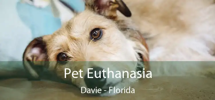 Pet Euthanasia Davie - Florida