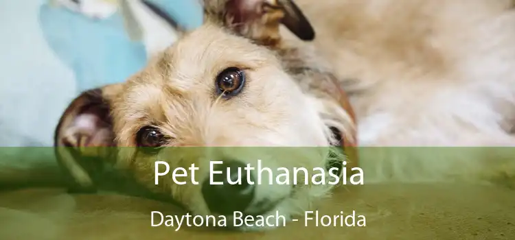 Pet Euthanasia Daytona Beach - Florida