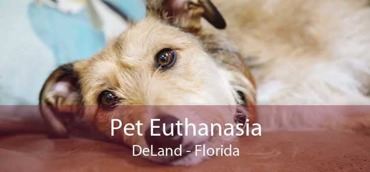Pet Euthanasia DeLand - Florida
