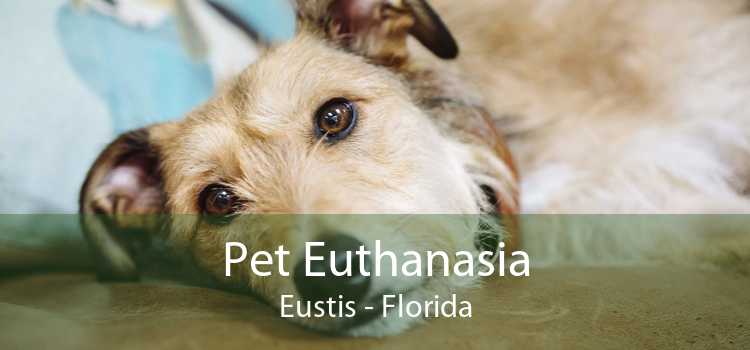 Pet Euthanasia Eustis - Florida