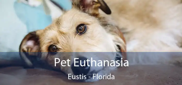 Pet Euthanasia Eustis - Florida