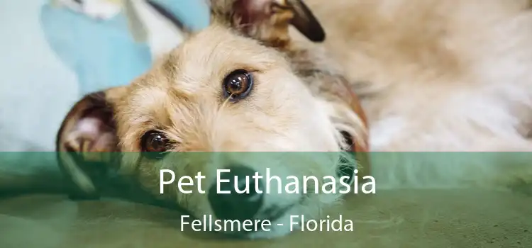 Pet Euthanasia Fellsmere - Florida