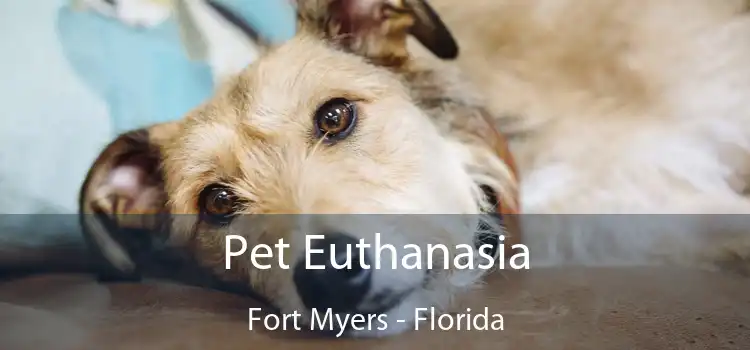 Pet Euthanasia Fort Myers - Florida