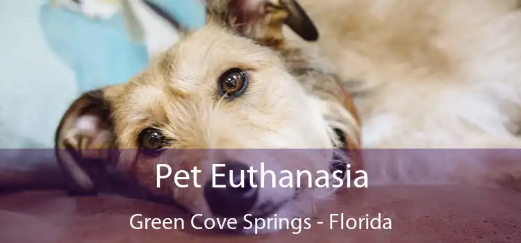 Pet Euthanasia Green Cove Springs - Florida