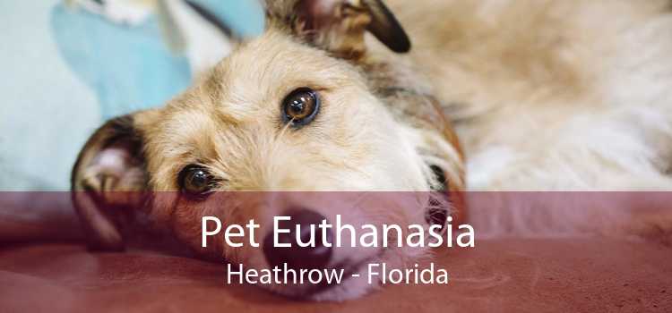 Pet Euthanasia Heathrow - Florida