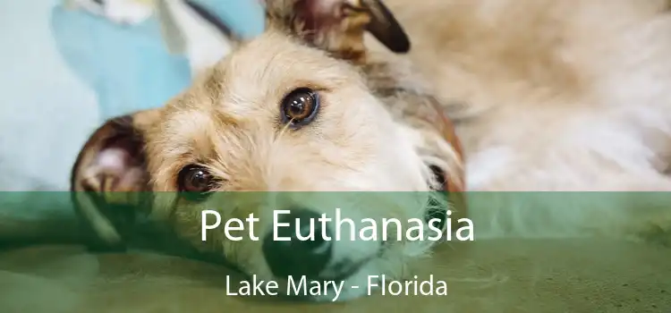 Pet Euthanasia Lake Mary - Florida