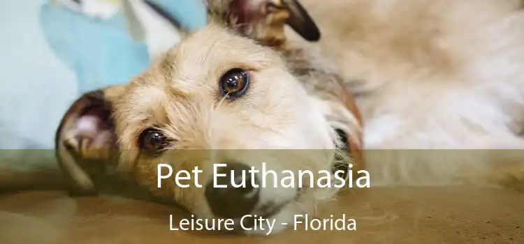 Pet Euthanasia Leisure City - Florida