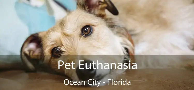 Pet Euthanasia Ocean City - Florida