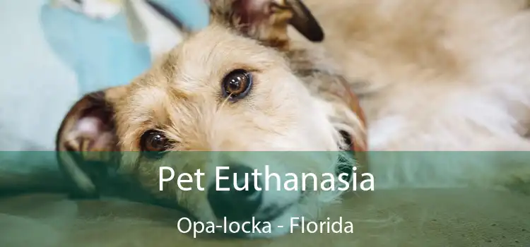 Pet Euthanasia Opa-locka - Florida