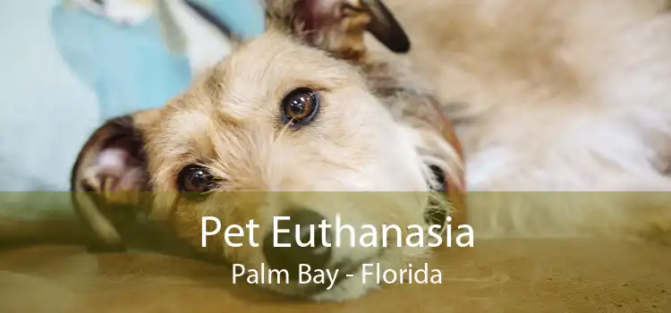 Pet Euthanasia Palm Bay - Florida
