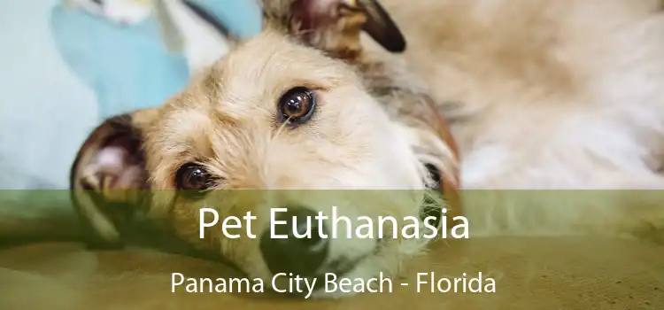 Pet Euthanasia Panama City Beach - Florida