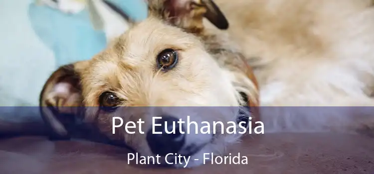 Pet Euthanasia Plant City - Florida