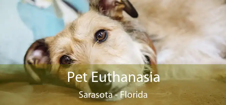 Pet Euthanasia Sarasota - Florida