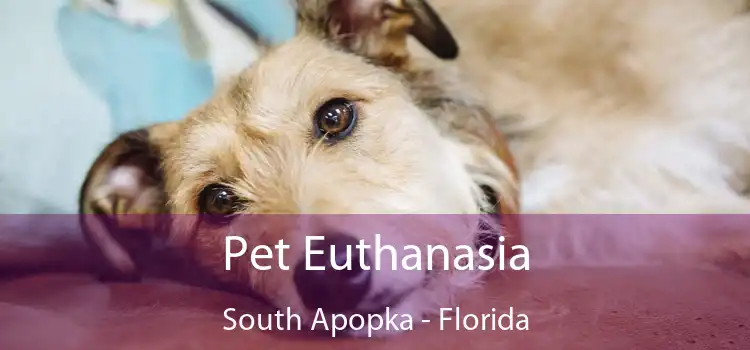 Pet Euthanasia South Apopka - Florida