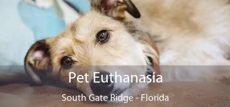 Pet Euthanasia South Gate Ridge - Florida