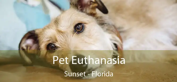 Pet Euthanasia Sunset - Florida