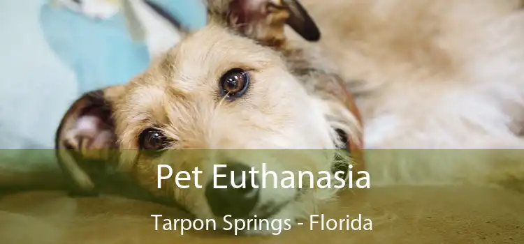 Pet Euthanasia Tarpon Springs - Florida