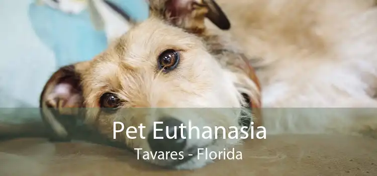 Pet Euthanasia Tavares - Florida