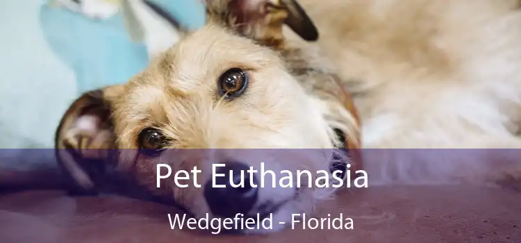 Pet Euthanasia Wedgefield - Florida