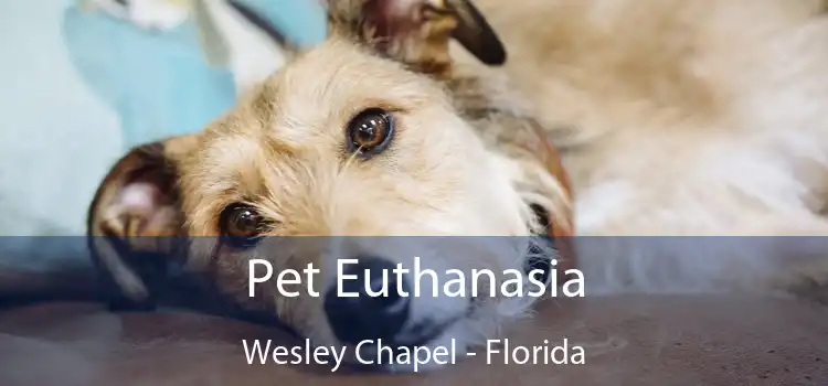Pet Euthanasia Wesley Chapel - Florida