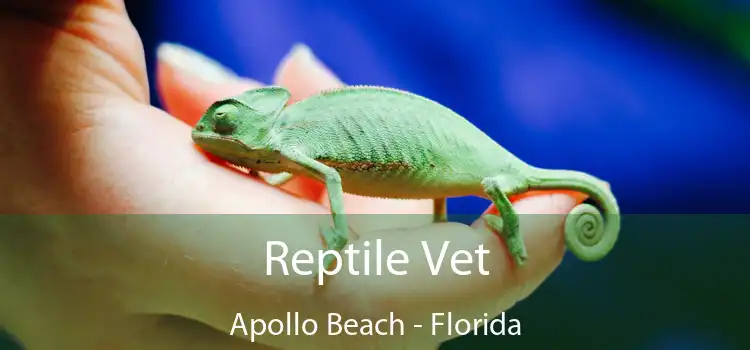 Reptile Vet Apollo Beach - Florida