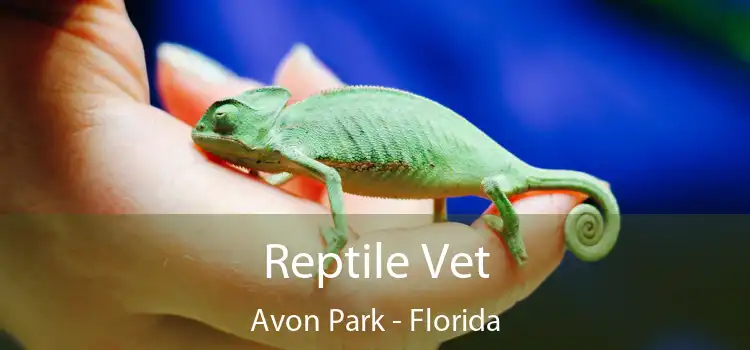 Reptile Vet Avon Park - Florida