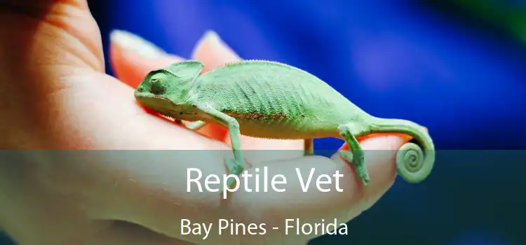 Reptile Vet Bay Pines - Florida